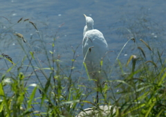 2.ダイサギ見つめる・・・②