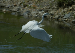 陸に上がろう・・・