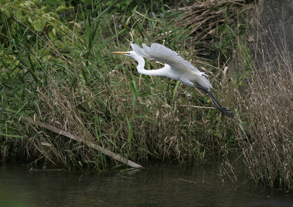 4.飛び立つ・・・③