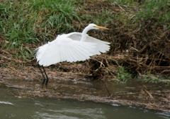 エサを求めて・・・