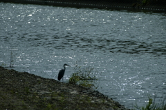 アオサギくんシルエット・・・