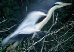 飛び立つ・・・②