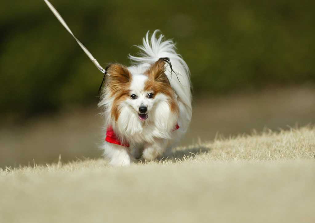 我が家の愛犬②　助走編