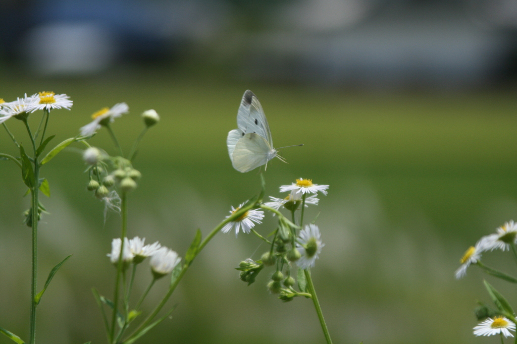 この花にとまろう！