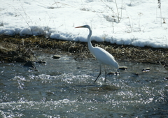 雪解け近し・・・
