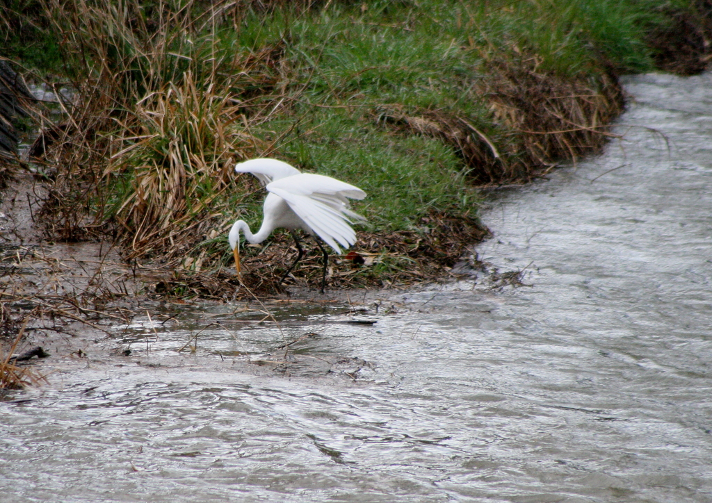 おさかなゲット！