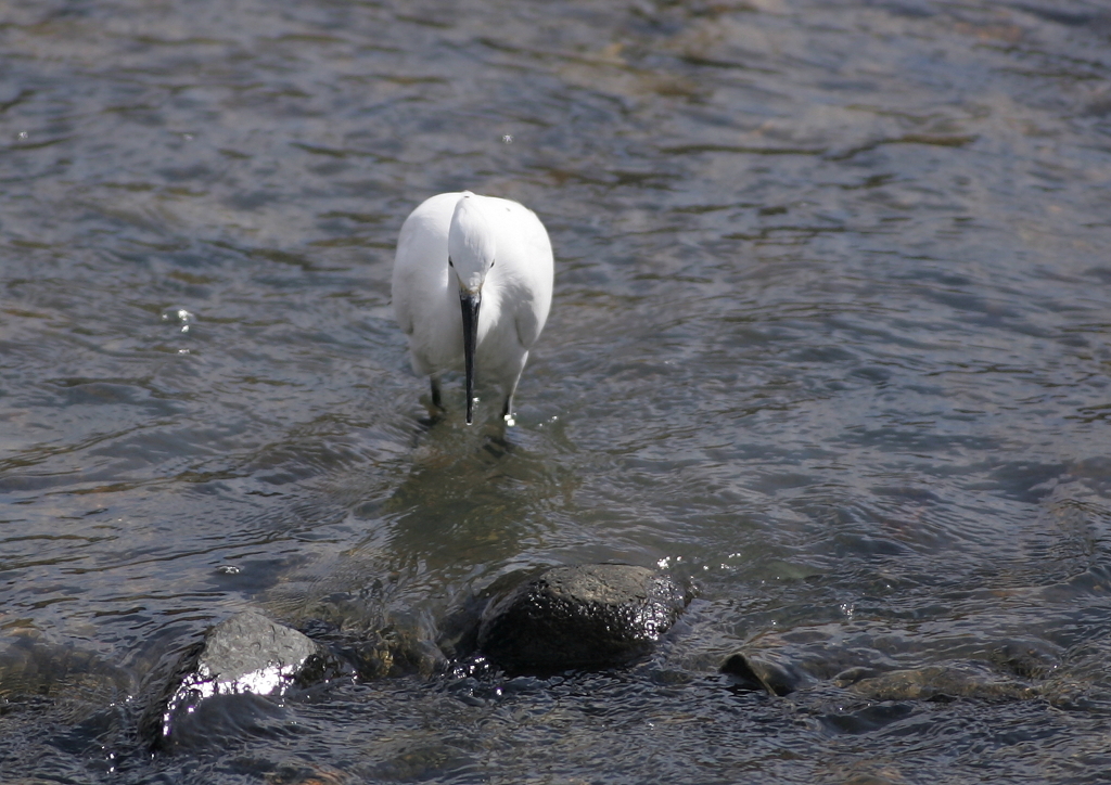 獲物を求めて・・・③