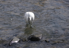 獲物を求めて・・・③