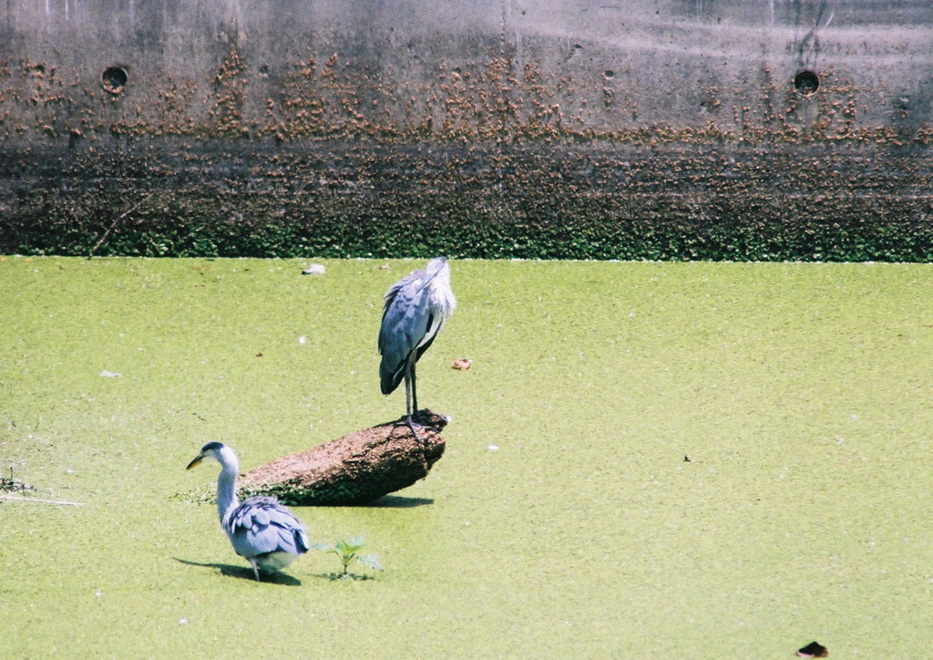 黄緑色の水面で・・・