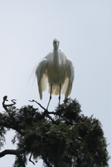 ホワイト怪獣ダイサギラ現る！