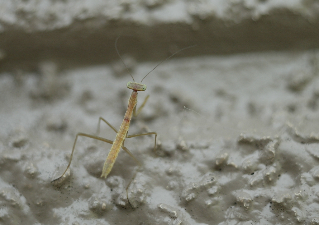 子カマキリ・・・②