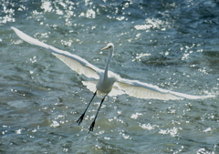 逆光の中で・・・。