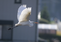 1.住宅地で・・・