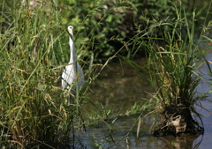1.何見てやがる！(｀´）