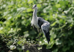 軽めのブルブル・・・②