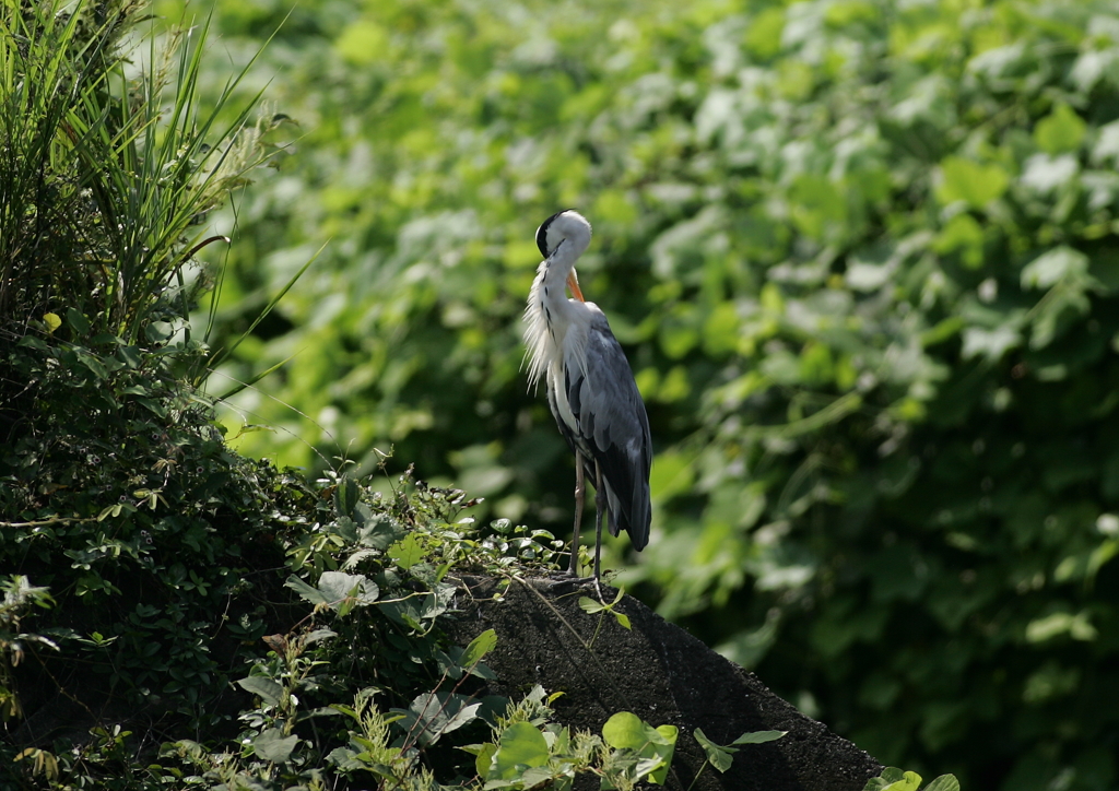自由自在・・・②
