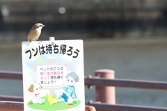 看板百舌鳥(^-^)