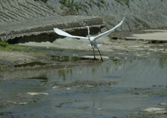 ダイサギ、飛び立つ・・・