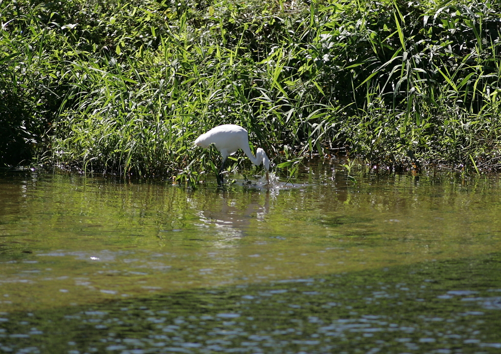 狩猟中・・・⑧（ｼﾞｬﾊﾞｼﾞｬﾊﾞ！）