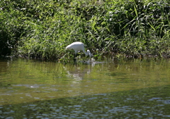 狩猟中・・・⑧（ｼﾞｬﾊﾞｼﾞｬﾊﾞ！）