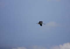 6..飛ぶ・・・⑥