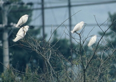 花が咲く・・・