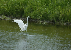 よっ！　綺麗な羽だねぇ・・・