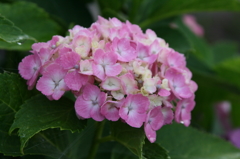 紫陽花