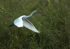 1.純白の妖精・・・