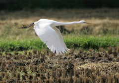 5.飛ぶ・・・④