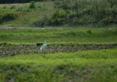 一匹狼？・・・