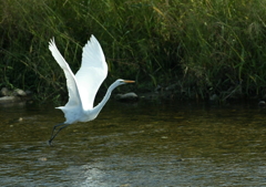 1.水面を蹴って・・・