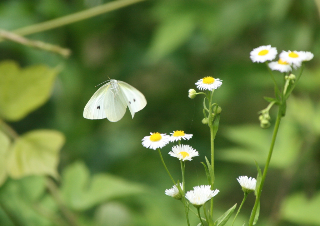 さぁ、次の花へ・・・。