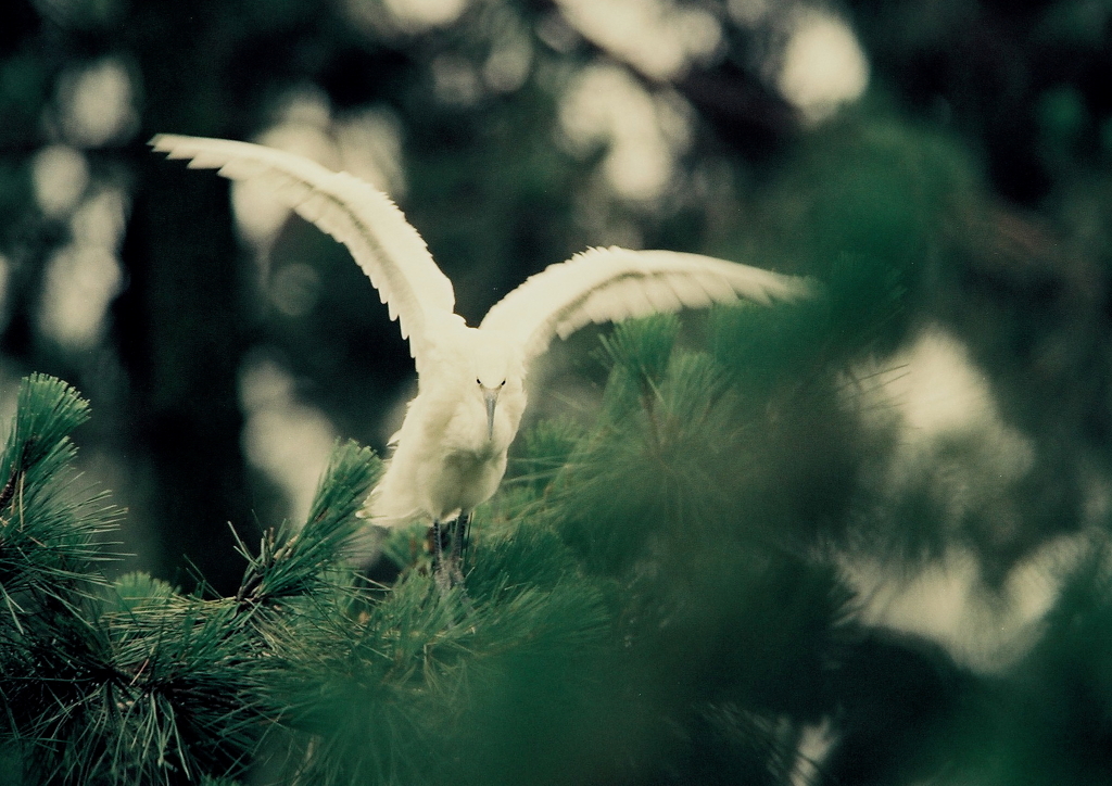 幼鳥の羽ばたき。