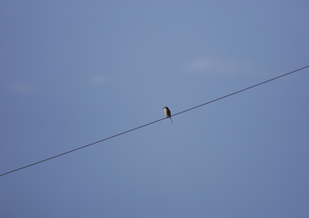 大空に百舌鳥・・・