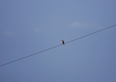 大空に百舌鳥・・・
