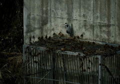 寂しそう・・・