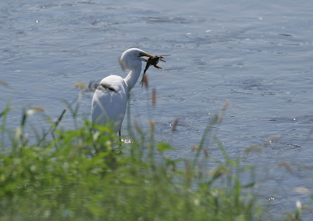 6.捕らえた獲物は・・・⑥