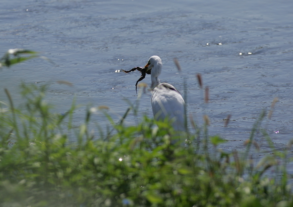 2.捕らえた獲物は・・・②