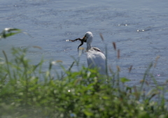 2.捕らえた獲物は・・・②
