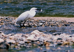 捕ったど～！①