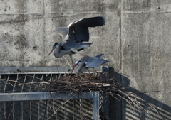 たわむれる・・・