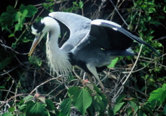 1．ただいまっ！