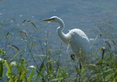 3.ダイサギ見つめる・・・③