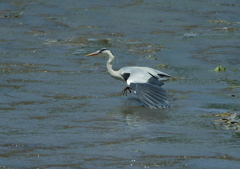 獲物を狙って・・・
