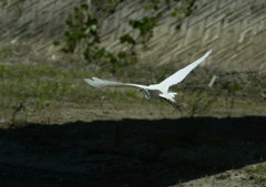 橋の下を・・・