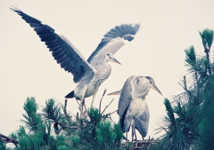 巣立ちに向けて・・・。