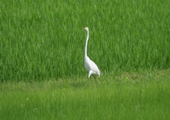 モデルウォーク・・・②