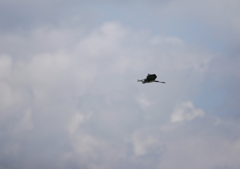 5.飛ぶ・・・⑤