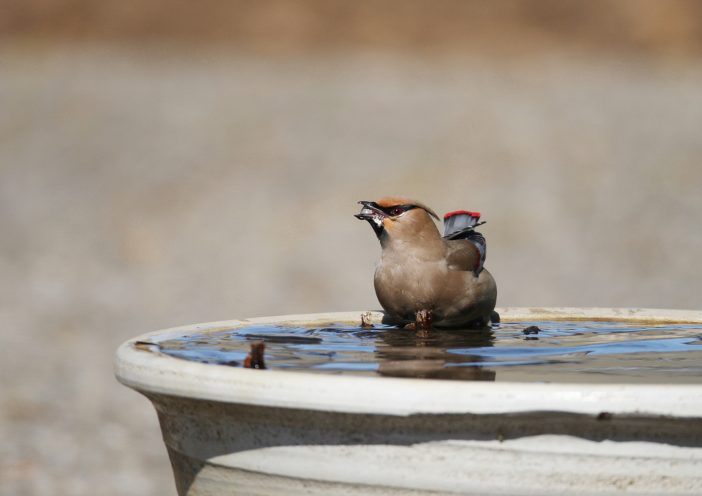 水のお団子(^-^)
